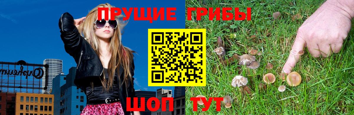 Псилоцибиновые грибы мицелий Сухой Лог